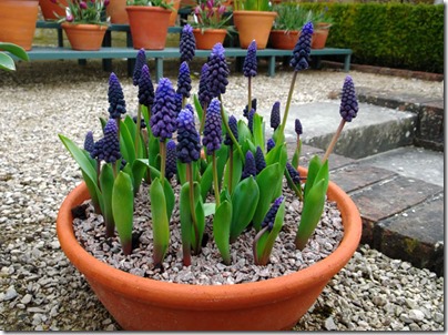 Grape Hyacinth-small