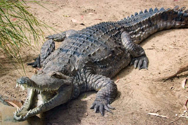 Learn how to identify crocodiles, alligators, gharials, false gharials, and caimans. Explore their features, habitats, and where they live across the globe.