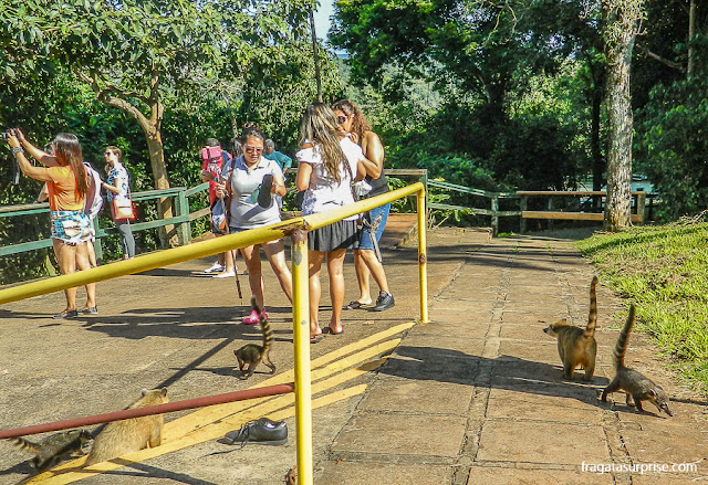 Quatis no Parque Nacional das Cataratas do Iguaçu