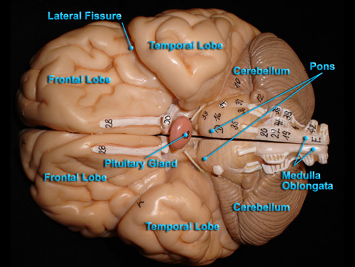 Brain View3