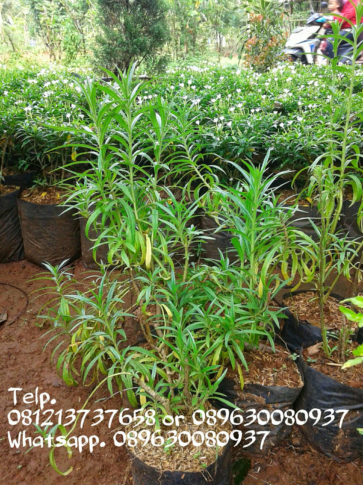 Jual Pohon Lavender Tanaman Hias Pengusir Nyamuk Tukang 