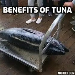 benefits of tuna. A tuna fish on the scales