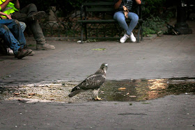 Fledgling red-tailed hawk in a puddle in Tompkins Square