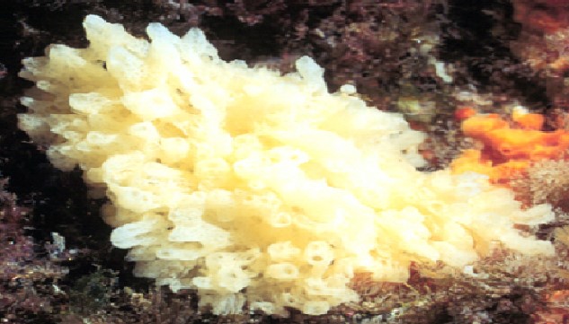 Klasifikasi Porifera berdasarkan kelasnya belajar yukk