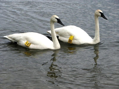 trumpeter swan ontario. find Trumpeter Swans for