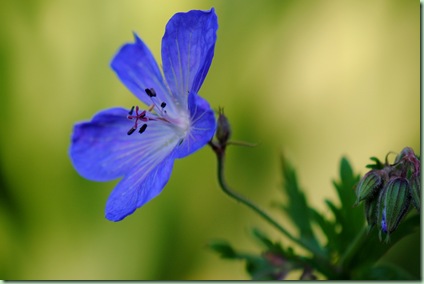 Geranium 'Johnsons blue'
