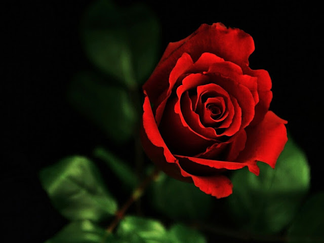 Red Rose Image Hd