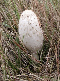 young shaggy mane mushroom