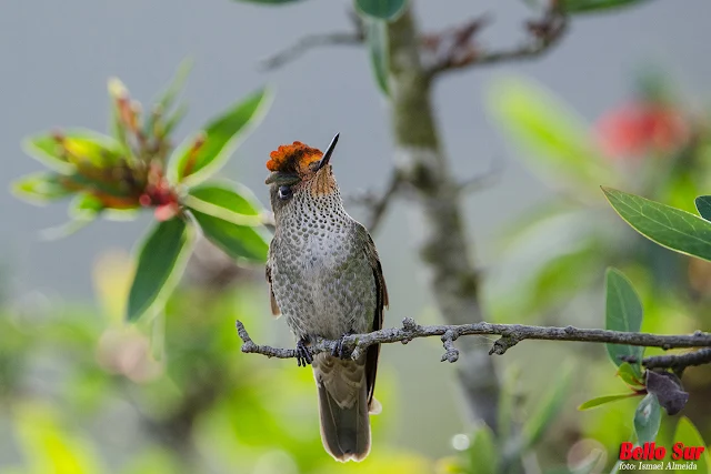 Alrededor de estas pequeñas aves siempre se auguran cosas buenas, incluso se le atribuyen poderes. Lo cierto es que son dueños de una particular belleza y carisma