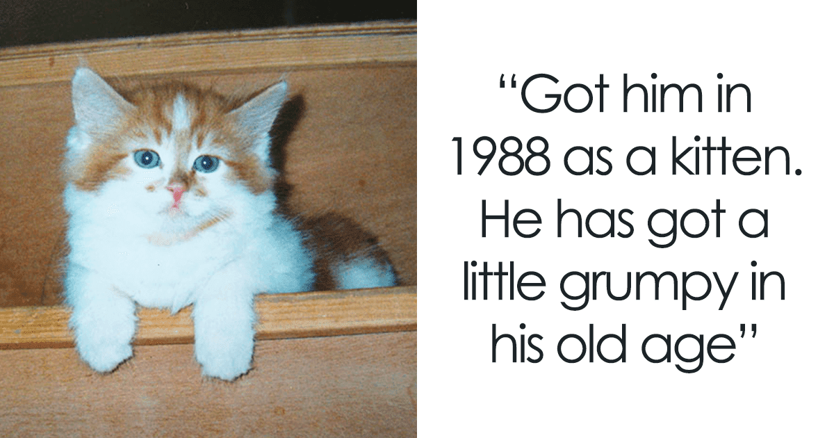 Touching Pictures Of Cat Celebrating His 30th Birthday