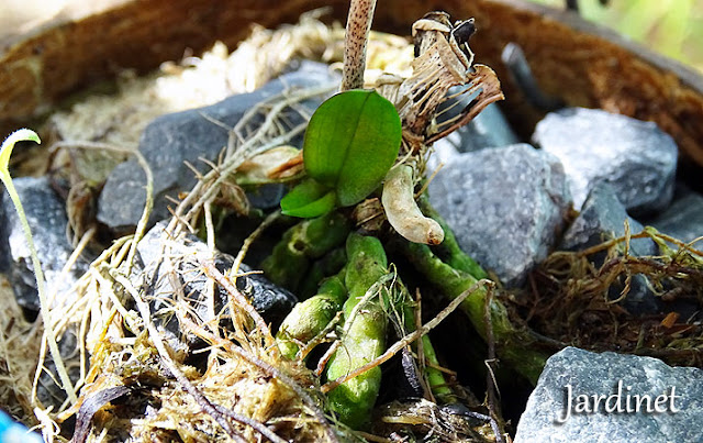 Orquídea se recuperando na estufa de garrafa PET