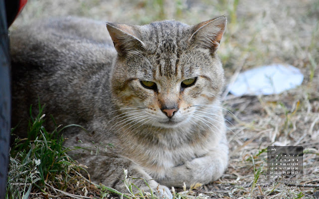 Feral Cat of the Month Wallpaper