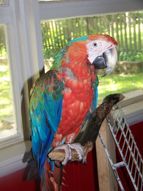 Macaws Birds