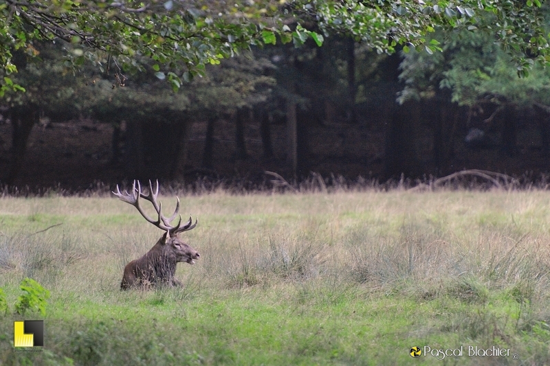 cerf couché blachier pascal