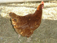 Rhode Island Red Hen Walking Away