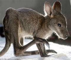 Beautiful Baby Kangaroo