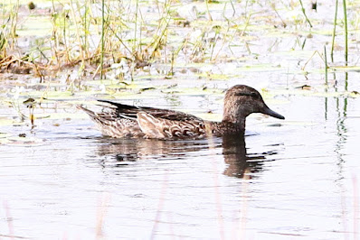 "Green-winged Teal - Anas crecca, winter visitor  female."