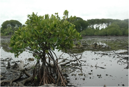 PERAIRAN LAUT macam macam ekologi pantai