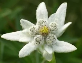 Edelweiss