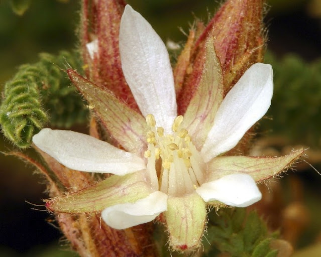 Horkeliella congdonis