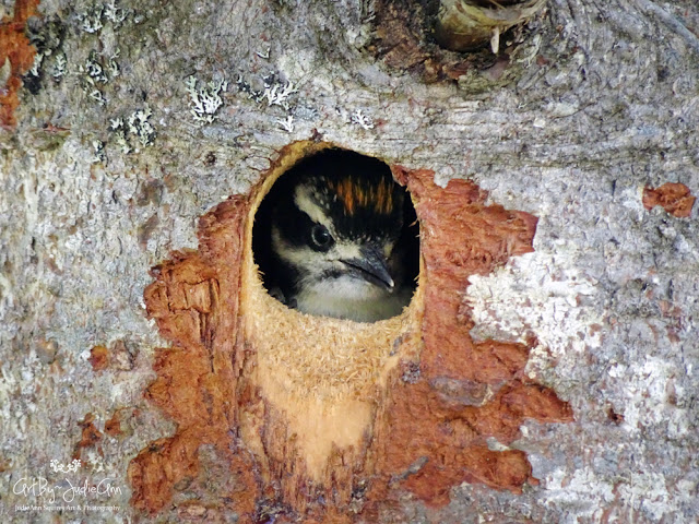 Cute Baby Bird Photo