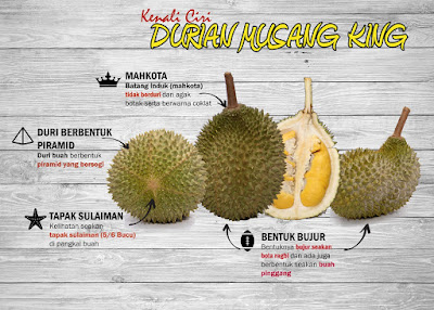 Kenali Ciri Durian Musang King