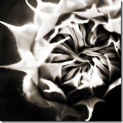 Sunflower Myan Soffia