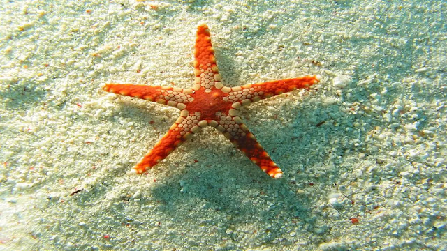 Starfish