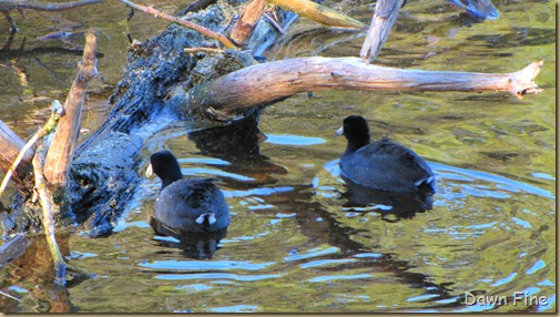 harris neck nwr_140