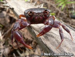 Cangrejo púrpura del pantano Afrithelphusa monodosa