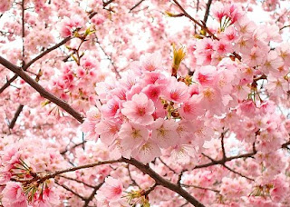 Gambar Bunga Sakura Paling cantik di Jepang 10000