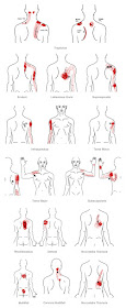 trigger point referral pain pattern for the mid back