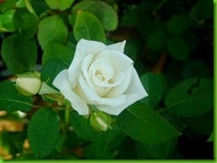 Rosa Jack Frost
