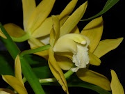 Greeting 2013 with a bouquet of orchids! . A garden's chronicle