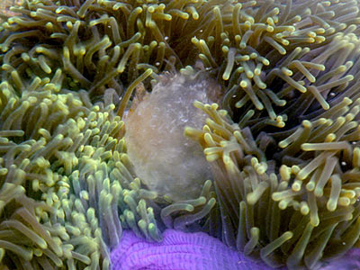 Magnificent anemone (Heteractis magnifica) and stinging nettle (Chrysaora sp.)