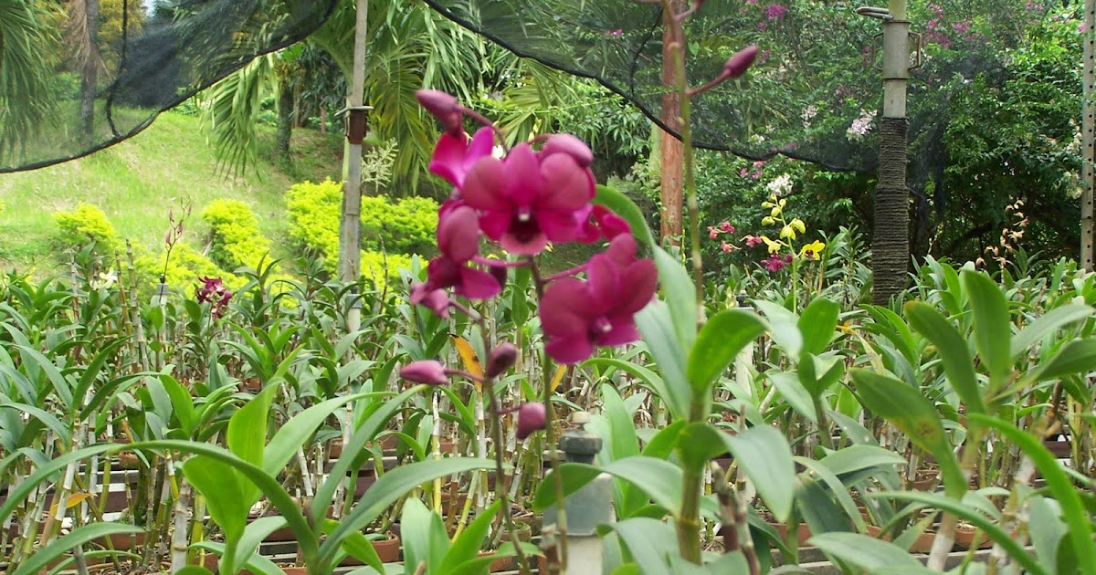 Wisata Bogor: KEBUN WISATA PASIRMUKTI