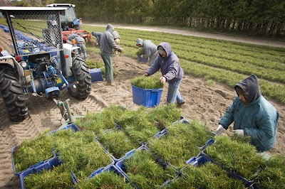 Showcasing the Michigan DNR: Turning pine cones into profit: helping to reforest state land