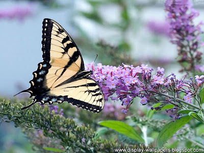 Butterfly Desktop Wallpaper HD