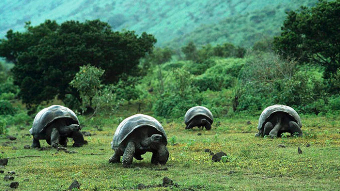 Kura-kura Galapagos, Hewan dengan Hidup Paling Santai di Dunia