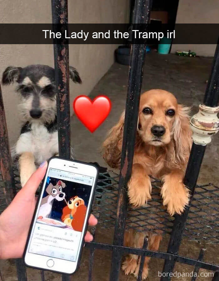 26 Hilariously Adorable Dog Snapchats