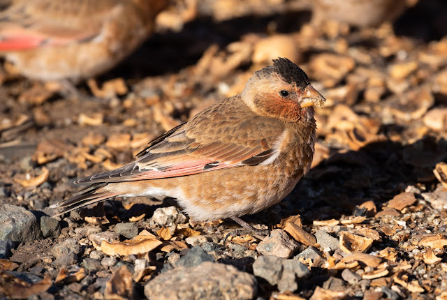 African Crimson-winged Finch - Oukaïmeden, Morocco