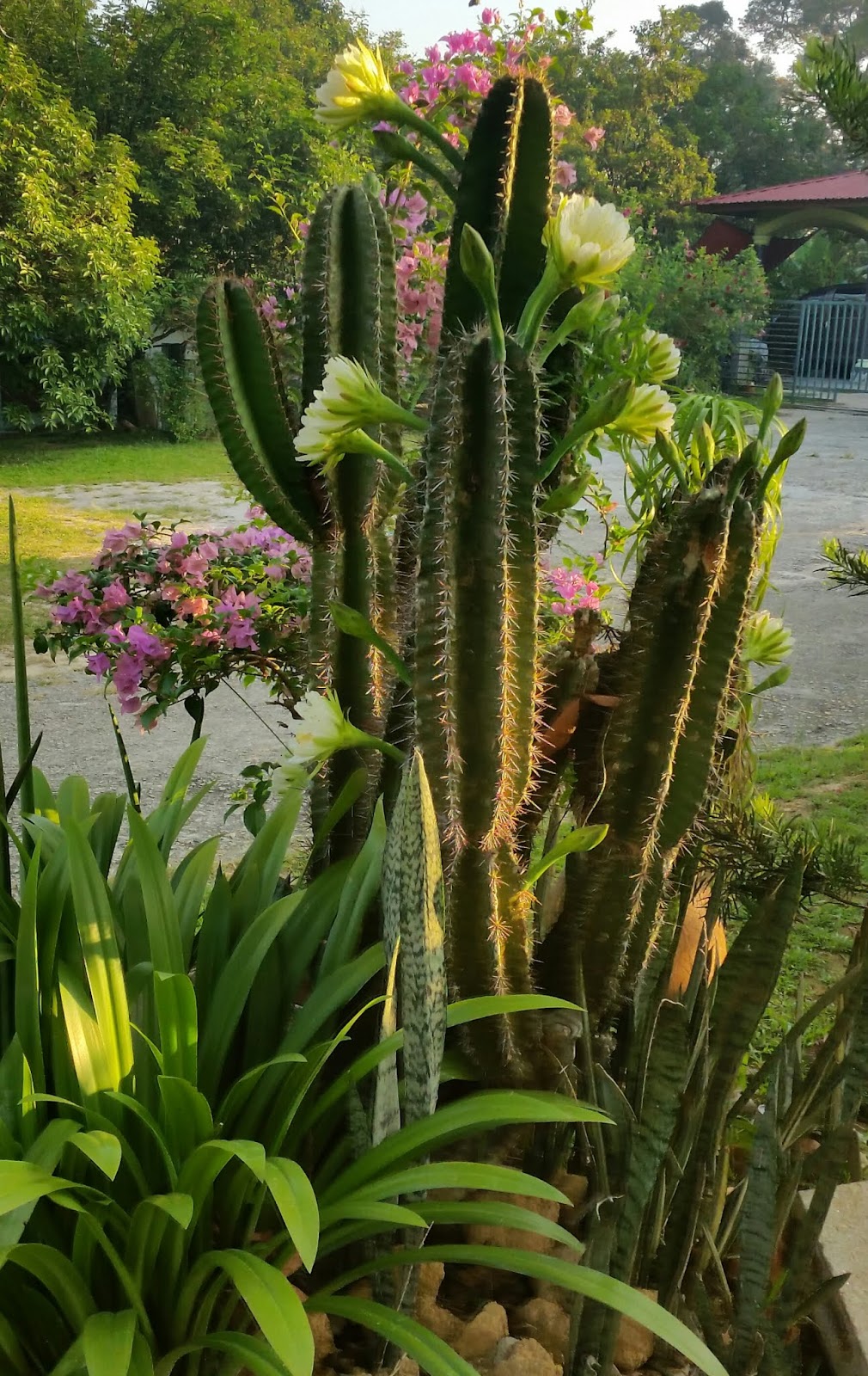 Warisan Petani Pokok Kaktus  Berbunga 