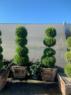 Pom Pom, topiary