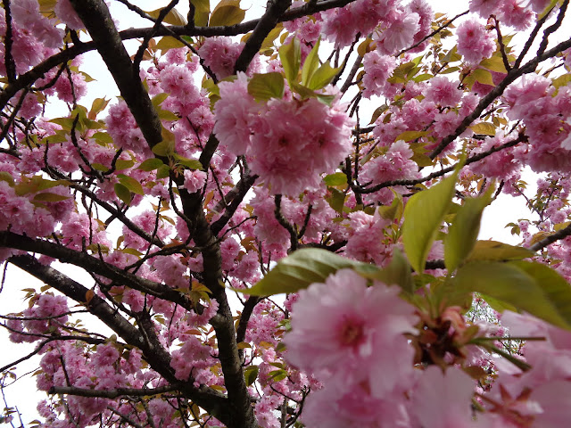 八重桜が満開