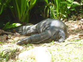 Singapore Botanic Gardens - monitor lizard