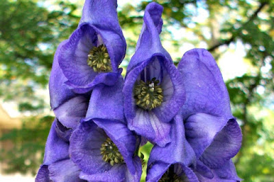 Monkshood