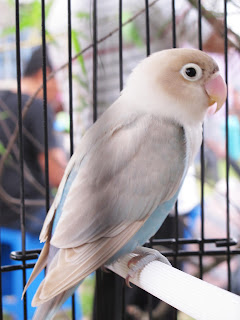 Lovebird balibu besutan Om Udin