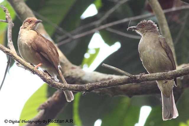 Red-eyed Bulbul