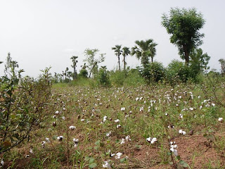 Burkina Faso - Champs de coton du côté de Banfora
