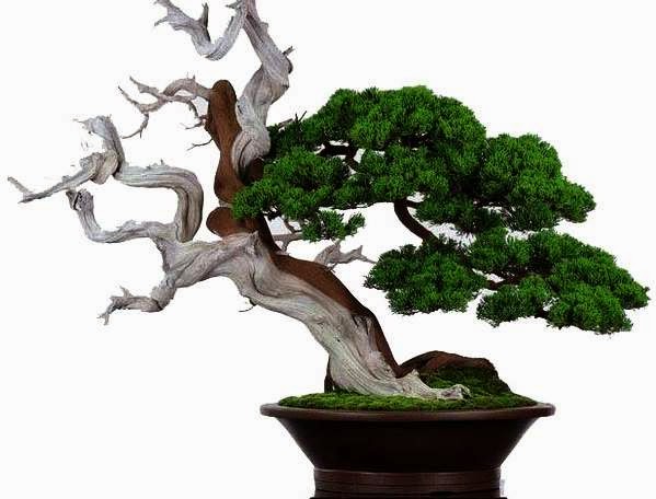 cara mengawetkan kayu bonsai